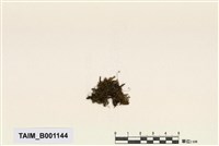 藏品(擬草苔)的圖片